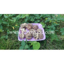 4-6cm ganze getrocknete Tee Blume Pilz Export Gemüse